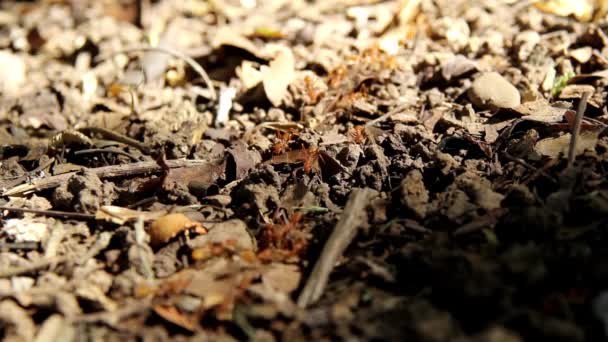 Red Ants Line Ground Dry Leaves Dry Twigs Ants Looking — Stockvideo