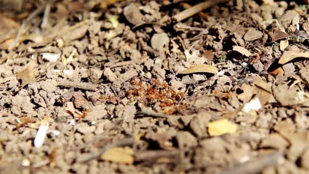 Red Ants Line Ground Dry Leaves Dry Twigs Ants Looking — 图库视频影像