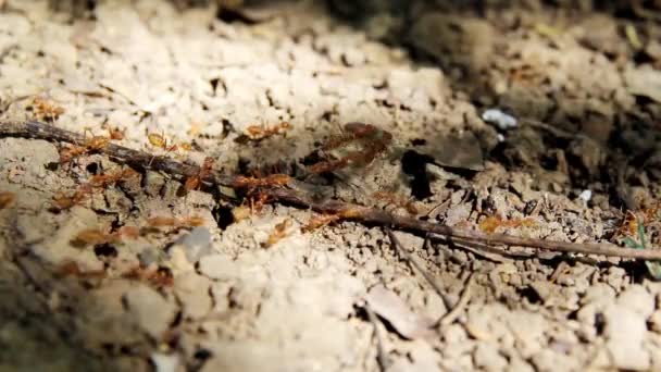 Red Ants Line Ground Dry Leaves Dry Twigs Ants Looking — Αρχείο Βίντεο