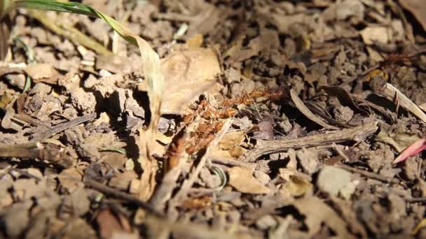 Red Ants Line Ground Dry Leaves Dry Twigs Ants Looking — Stockvideo