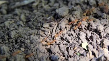 Red ants line the ground and dry leaves, dry twigs., and ants are looking for food to bring back to the nest.