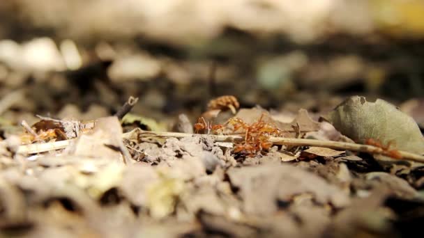 Red Ants Line Ground Dry Leaves Dry Twigs Ants Looking — Αρχείο Βίντεο