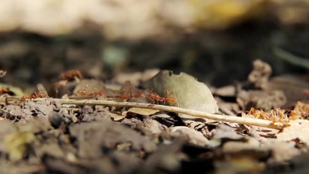 Red Ants Line Ground Dry Leaves Dry Twigs Ants Looking — 图库视频影像