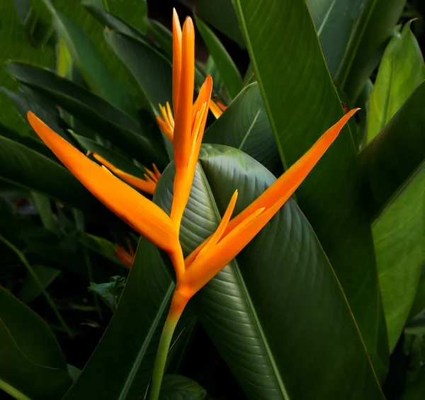 Flower Bird-of-Paradise., flower close-up Bird-of-Paradise against the backdrop of green leaves.