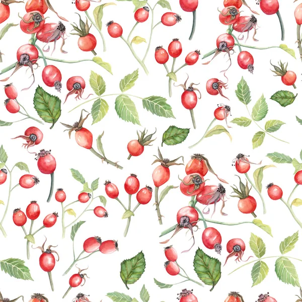 Beyaz izole arkaplanda güzel bir gül kalçası deseni var. Tasarım için suluboya sağlıklı meyveler.