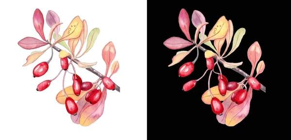 Акварельная иллюстрация барбарис. Красивые красные ягоды с листьями для удивительного дизайна на белом фоне — стоковое фото
