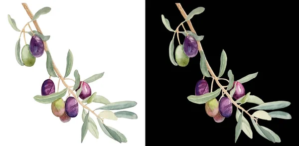 Beyaz ve siyah arka planda zeytinlerin el çizimi suluboya çizimi. İnanılmaz tasarım için