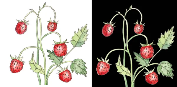 Çilek çalılarının suluboya çizimi. Kırmızı yaz meyveleri beyaz ve siyah tasarımın sağlıklı tasarımı için..