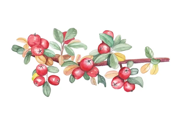 Beyaz izole edilmiş arka planda güzel bir tasarım için dallardaki kırmızı küçük böğürtlenlerin suluboya çizimi. Suluboya Pyracantha, eski tarz..