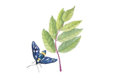 Yaprakların üzerindeki kelebeğin suluboya çizimi. Beyaz izole edilmiş arka planda şaşırtıcı tasarım için parlak renkler. Klasik suluboya stili.