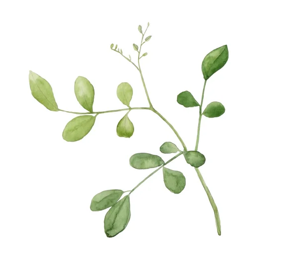 Suluboya çizimleri. Botanik bölümü. Yeşil yapraklar, bitkiler ve dallar. Çiçek tasarım elementleri. Düğün davetiyeleri, tebrik kartları, bloglar, posterler ve daha fazlası için mükemmel..