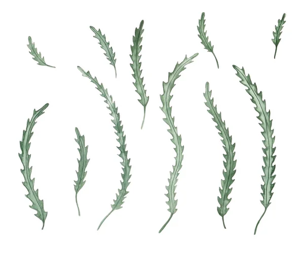 Suluboya çizimleri. Clipart için botanik yaprakları. Yeşil yapraklar, bitkiler ve dallar. Tasarım elemanları. Davetiyeler, tebrik kartları, bloglar, posterler ve kompozisyonlar için mükemmel..