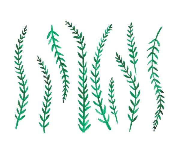 Clipart için botanik yaprakların suluboya çizimleri. Yeşil yapraklar, bitkiler ve dallar. Tasarım elemanları. Davetiyeler, tebrik kartları, bloglar, posterler ve kompozisyonlar için mükemmel..