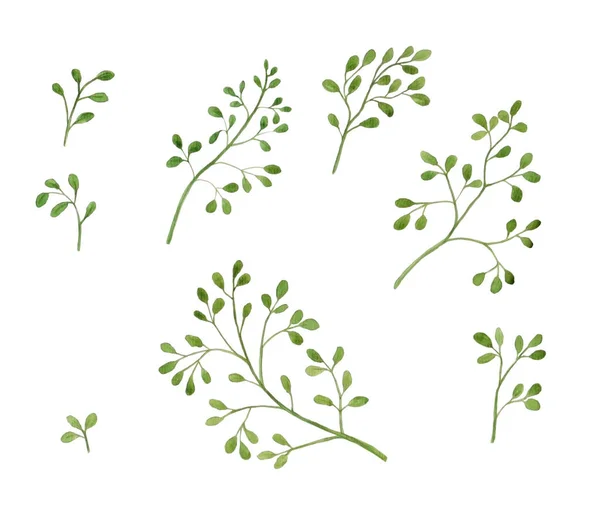 Suluboya çizimleri. Clipart için botanik yaprakları. Açık yeşil yapraklar, bitkiler ve dallar. Tasarım elemanları. Davetiyeler, tebrik kartları, bloglar, posterler ve kompozisyonlar için mükemmel..