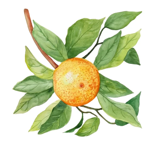 Aquarell Illustration Orangefarbener Früchte Auf Zweigen Für Schönes Design Auf — Stockfoto