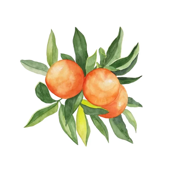 Υδατογραφία Απεικόνιση Των Πορτοκαλιών Φρούτων Κλαδιά Για Όμορφο Σχεδιασμό Λευκό — Φωτογραφία Αρχείου