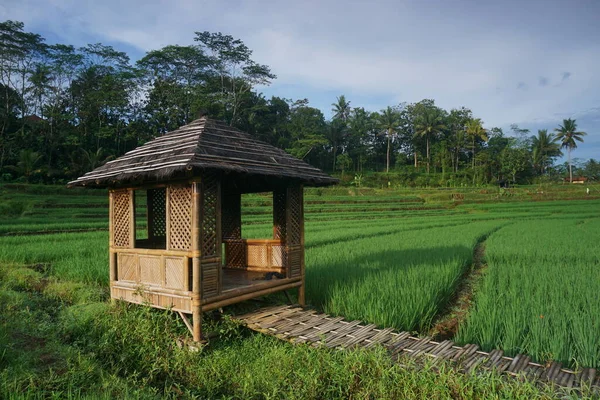 Beautiful Green Rice Fields Little Hut Agricultural Concept Countryside — Fotografia de Stock