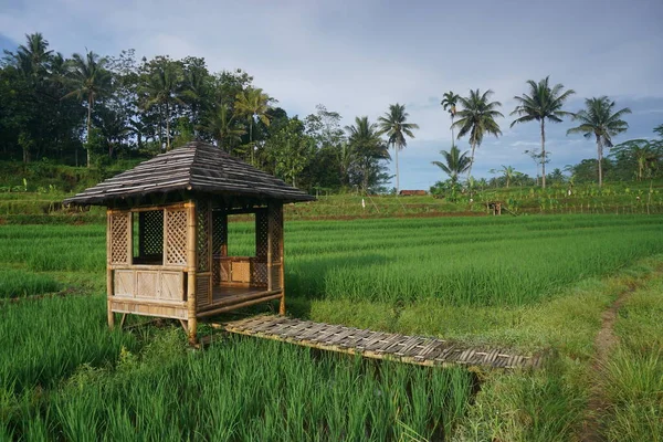 Beautiful Green Rice Fields Little Hut Agricultural Concept Countryside — Fotografia de Stock