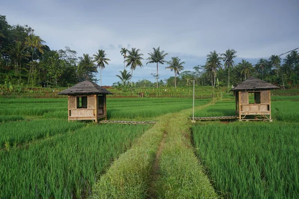 Küçük kulübesi olan güzel yeşil pirinç tarlaları. Kırsal kesimde tarım kavramı. 