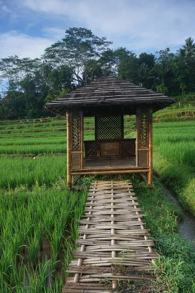 Beautiful Green Rice Fields Little Hut Agricultural Concept Countryside — Fotografia de Stock