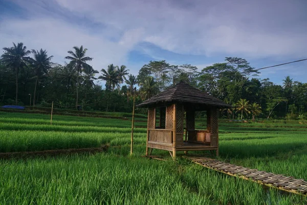 Beautiful Green Rice Fields Little Hut Agricultural Concept Countryside — Fotografia de Stock