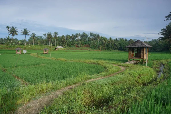 Beautiful Green Rice Fields Little Hut Agricultural Concept Countryside — Fotografia de Stock