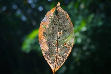 Doğada kurumuş yaprak. Ekoloji kavramı için kahverengi yaprak