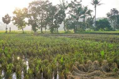 Pirinç tarlası. Sonbaharda yeşil yapraklı sarı çeltik tarlası. Güzel pirinç tarlalarının yüksek kalitede bedava stok imajı.. 