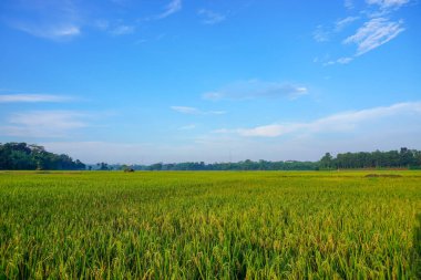 Pirinç tarlası. Sonbaharda yeşil yapraklı sarı çeltik tarlası. Güzel pirinç tarlalarının yüksek kalitede bedava stok imajı.. 