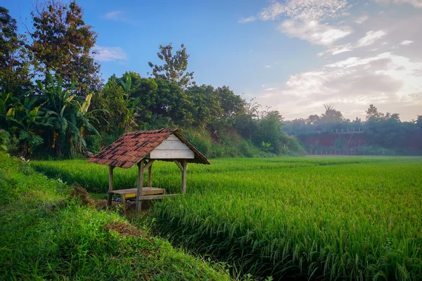 Rice Field Yellow Paddy Rice Field Green Leaf Autumn Royalty — Fotografia de Stock