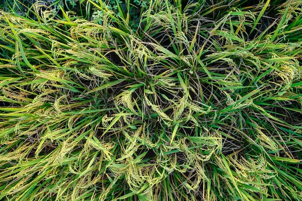 Reisfeld Gelbes Reisfeld Mit Grünem Blatt Herbst Lizenzgebühren Qualitativ Hochwertige — Stockfoto