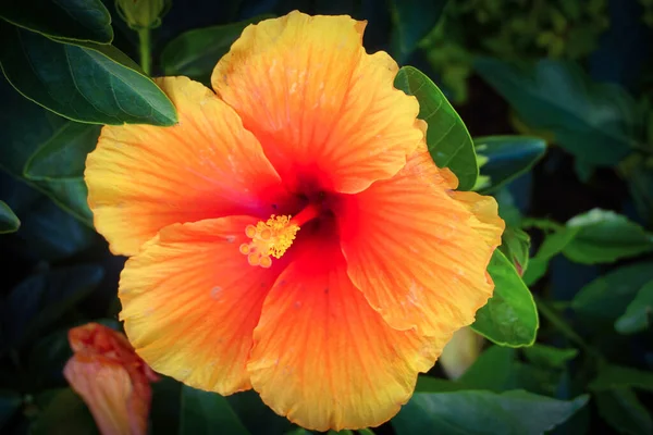 Цветок Гибискуса Зеленом Фоне Тропическом Саду — стоковое фото