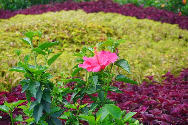 Flor Hibisco Sobre Fundo Verde Jardim Tropical — Fotografia de Stock