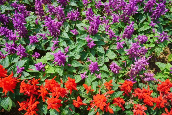 Nepeta Racemosa Raceme Catnip Syn Mussiniii Species Flowering Plant Family — Fotografia de Stock
