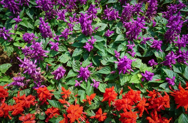 Nepeta Racemosa Raceme Catnip Syn Mussiniii Species Flowering Plant Family — Fotografia de Stock