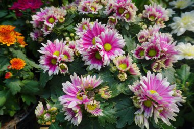 Çin Aster 'ı ya da Callistephus Chinensis' i bahçeye kapatın. Evi renklendirmek için güzel bir çiçek..