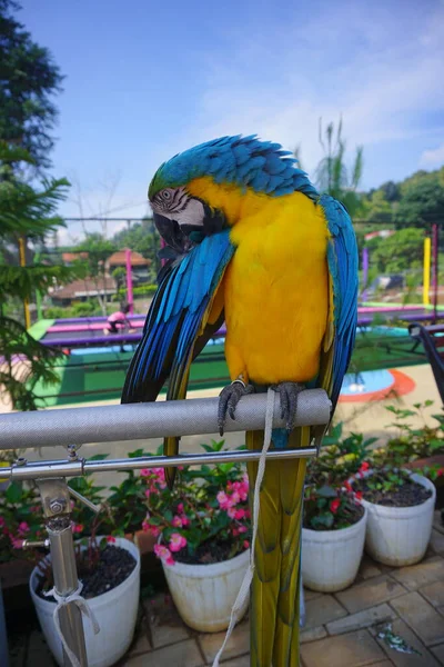 Selective Focus Colorful Macaw Parrot Standing Stainless Steels Perch Nature — Foto de Stock