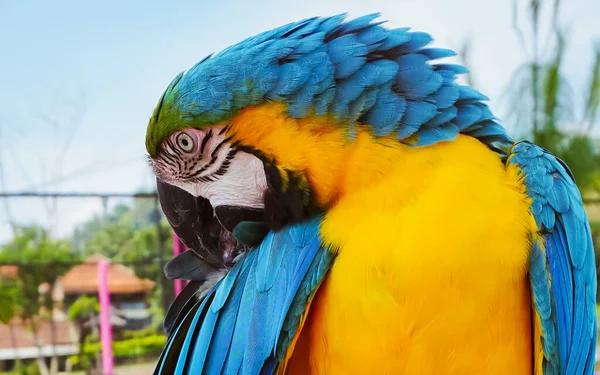 Selective Focus Colorful Macaw Parrot Standing Stainless Steels Perch Nature — Stockfoto