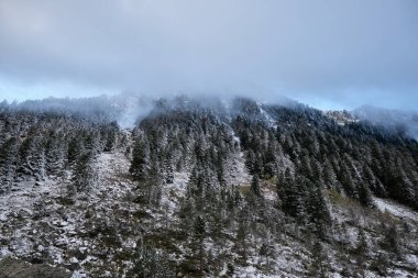 Çam ormanlarında kar fırtınası, pireneler