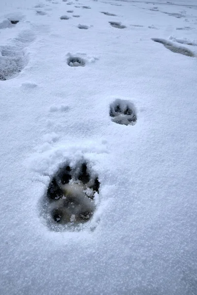 animal track in the snow, on the mountain heights