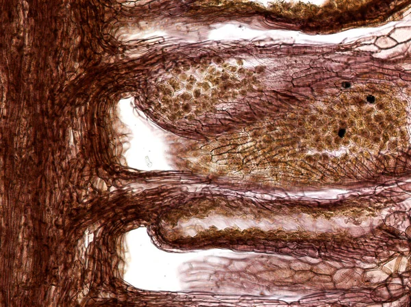 Sezione Trasversale Cervelletto Micrografo Leggero — Foto Stock