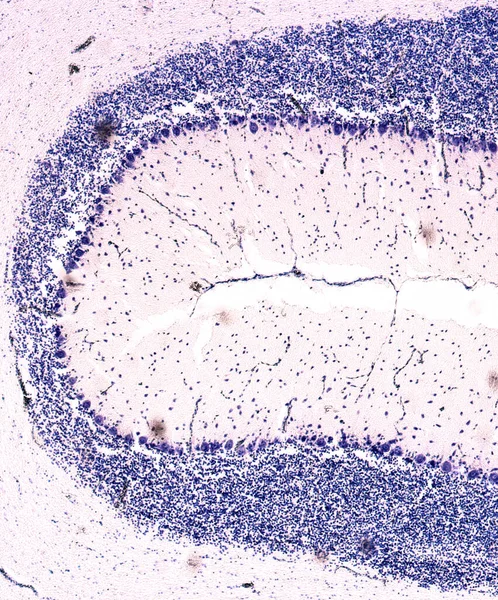 Secção Transversal Cerebelo Micrografia Luz — Fotografia de Stock