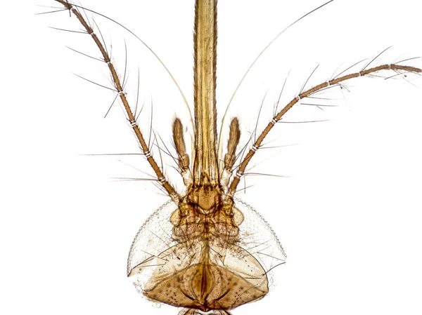 Szúnyogok Feje Szájrészei Szopó Típus Proboscis Egy Rendszer Vékony Tűk — Stock Fotó