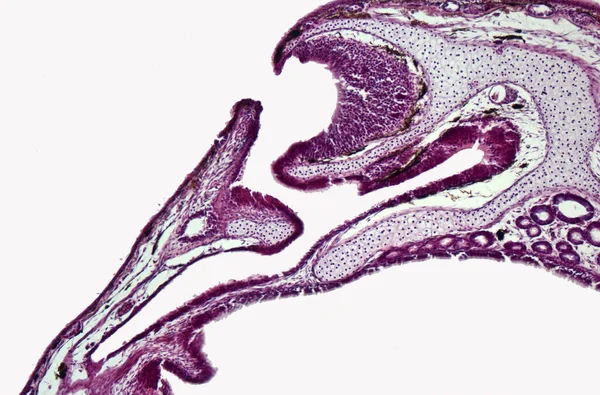 Secção Transversal Órgão Olfatório Cavidade Nasal Órgão Vomeronasal Pântano Pelophylax — Fotografia de Stock