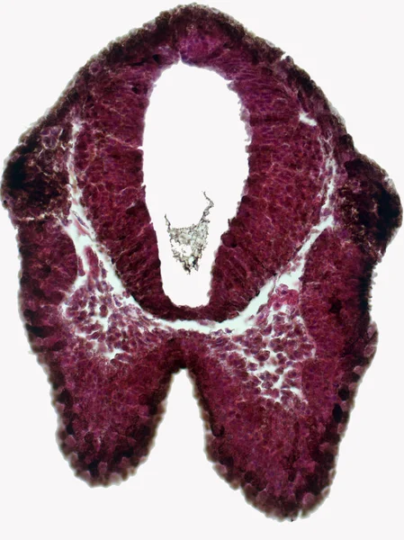 青蛙胚胎的嗅觉胎盘和大脑的横断面 血红蛋白和Eosin染色 E染色 — 图库照片
