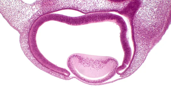 상피세포와 상피세포 조직에서 나오는 세포가 의형성에 가운데에 렌즈가 있습니다 — 스톡 사진