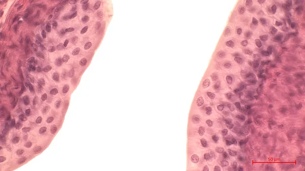 膀胱内衬的光镜检查 该组织是一个广泛的过渡上皮细胞 Urothelium 因为它能适应膀胱大小的变化 — 图库照片
