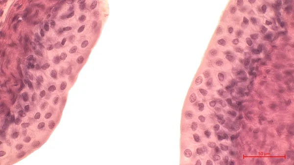 방광의 내벽에 현미경 조직은 광범위 과도기 불리는데 방광의 크기의 변화에 — 스톡 사진