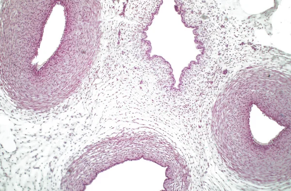 Cordone Ombelicale Umano Fotomicrografia Brigtfield Durante Sviluppo Prenatale Cordone Ombelicale — Foto Stock