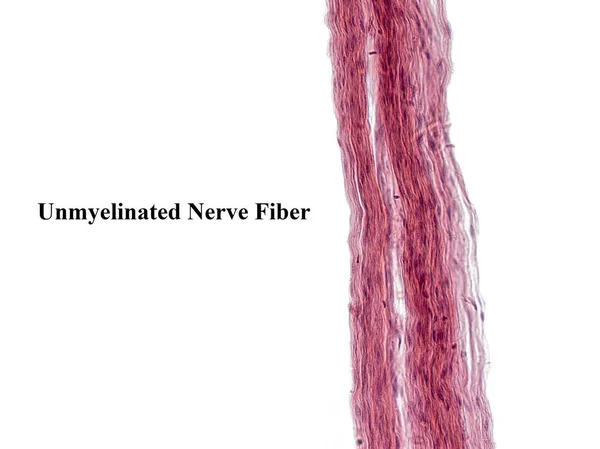 用显微镜拍的一张有趣的照片周围神经中的非骨髓化纤维 纵向部分 血红素和血红素 图库照片